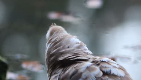 Brown-and-white-feather-plumage-and-vibrant-red-beak-and-cheeks-around-the-eyes-of-a-Muscovy-duck-looking-around-grooming-and-wiggling-its-tail-with-out-of-focus-water-of-a-pond-in-the-background