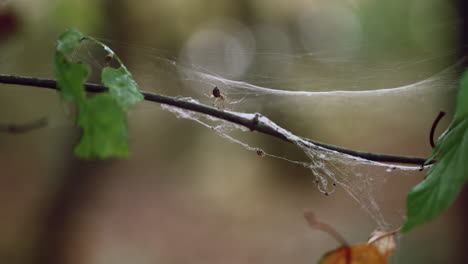 spider building web on a branch, autumn in the forest