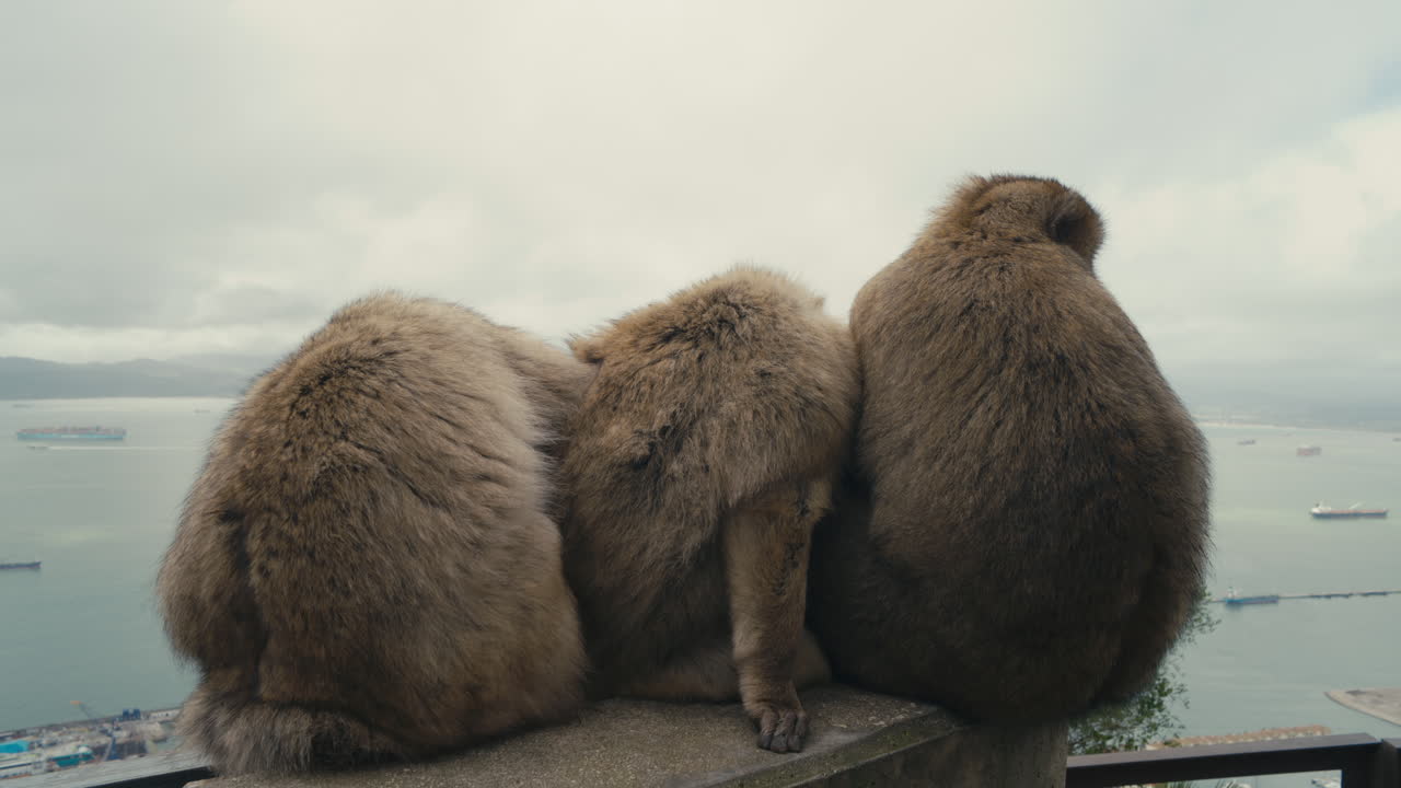 Three Barbary macaques monkeys sitting side by side on a ledge, overlooking the Strait of Gibraltar with cargo ships and coastline in the distance