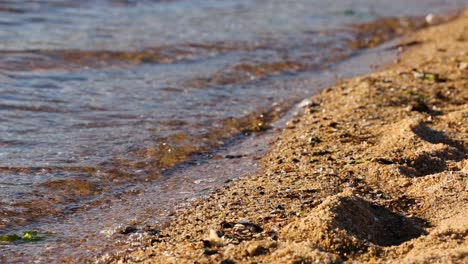 waves gently lap the sandy shore