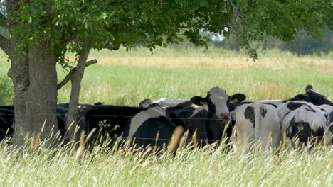 multiple cows standing in the shadow during a hot summer day