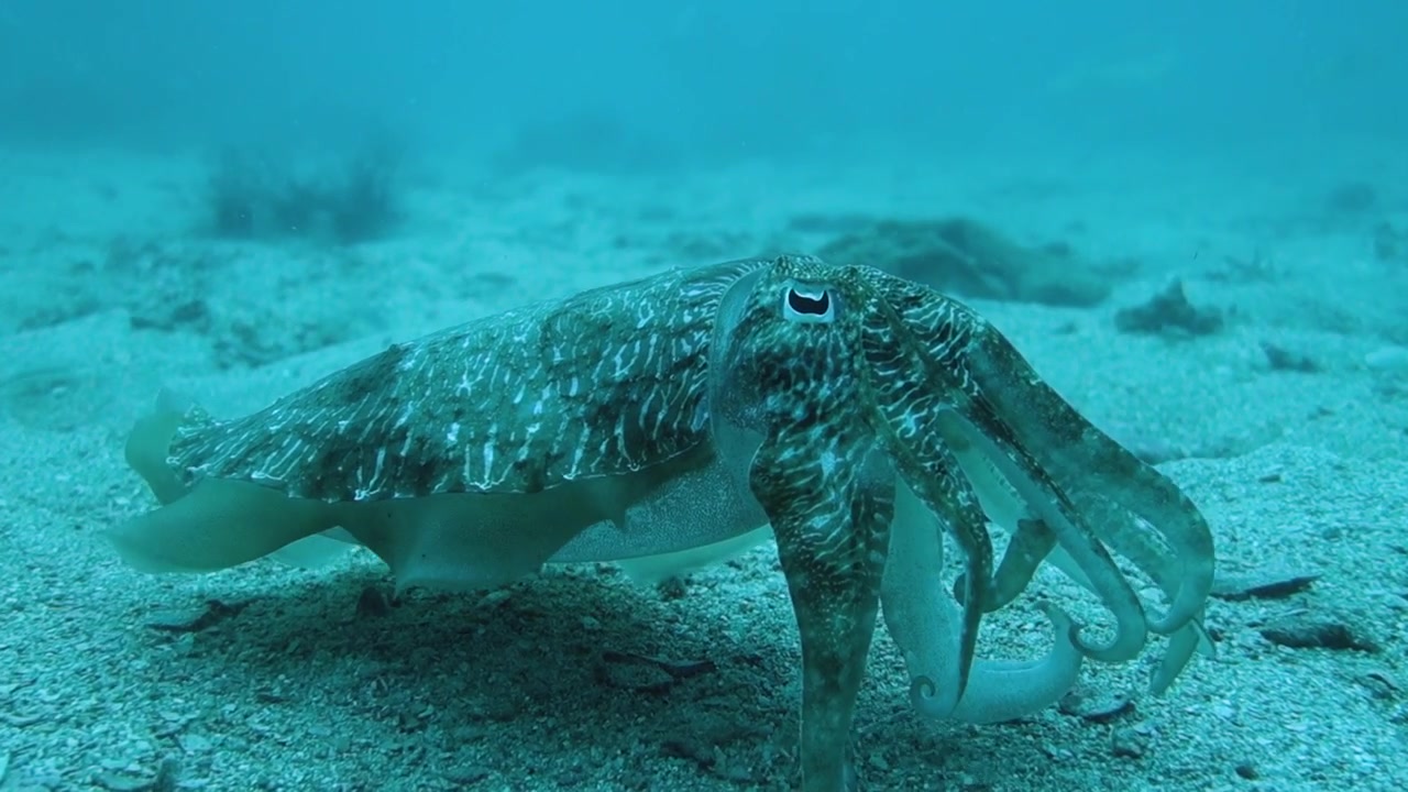 Ausgewachsener Tintenfisch dreht sich zur Kamera und nimmt eine Abwehrhaltung ein; wechselt die Farbe; Thailand