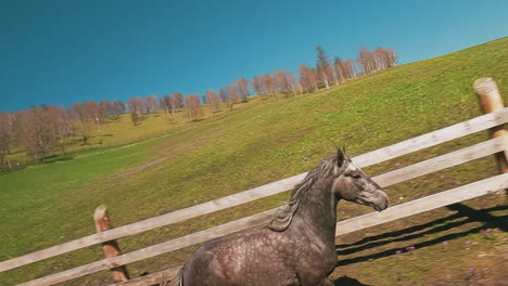 fast dapple grey horse with waving mane runs along ground