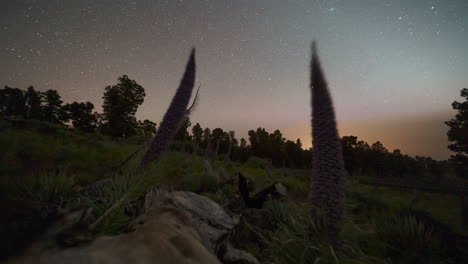 purple flowers in a scenic view of roque de los muchachos at dusk, peaceful landscape, timelapse