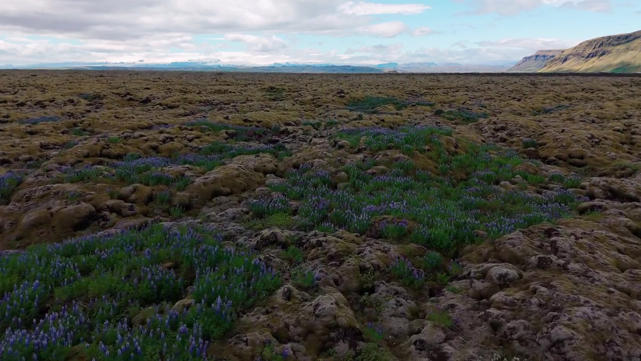 Campo de lava coberto de musgo com lupinos em flor em terreno vulcânico, ascensão aérea em dolly sobre uma paisagem remota da Islândia