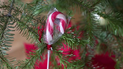 A-Christmas-theme-red-candy-cane-hangs-from-Christmas-pine-tree-branch-adorned-during-the-winter-season