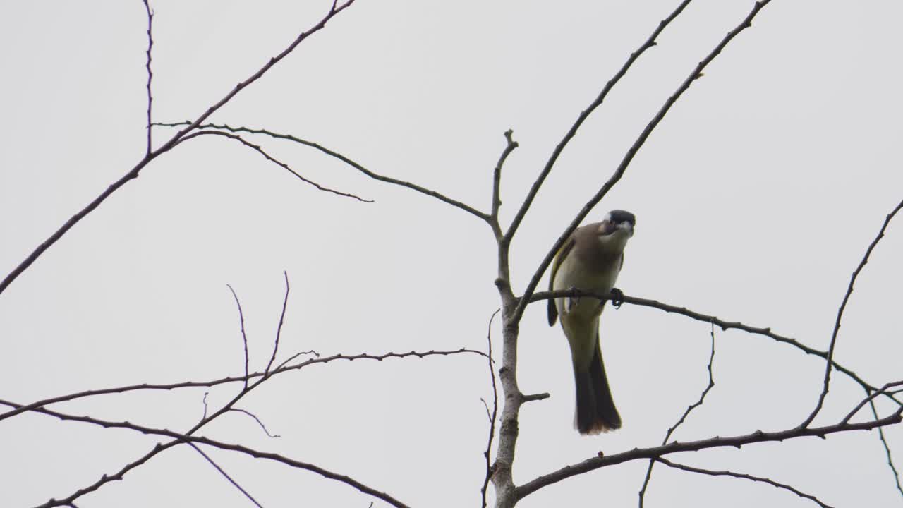 Light-Vented Bulbul Sitting on Leafless Tree Branch Against the Sky, Low Angle View