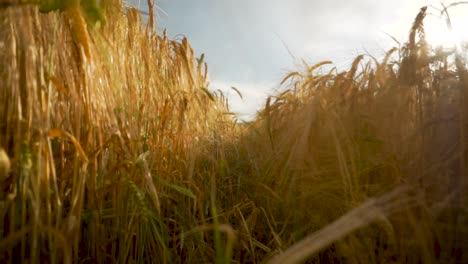 Beautiful-Golden-Wheat-Fields---Point-of-View