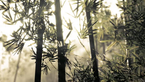 bamboo forest sunlight