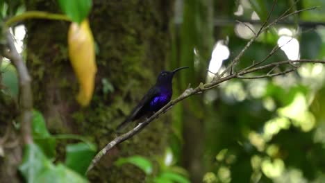 a beautiful colibri bird  standing on a branch