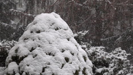 Fluffy-snow-falls-gently-in-slow-motion-and-accumulates-on-Austrian-Pine