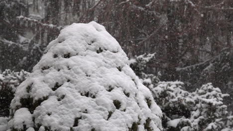 Flauschiger-Schnee-Fällt-Sanft-In-Zeitlupe-Und-Sammelt-Sich-Auf-Der-Zirbe