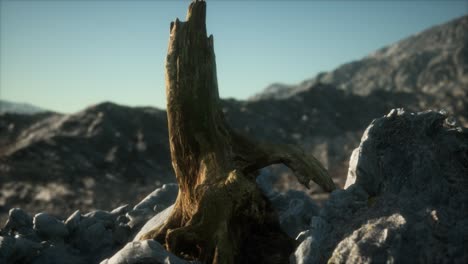 pino muerto en la roca de granito al atardecer