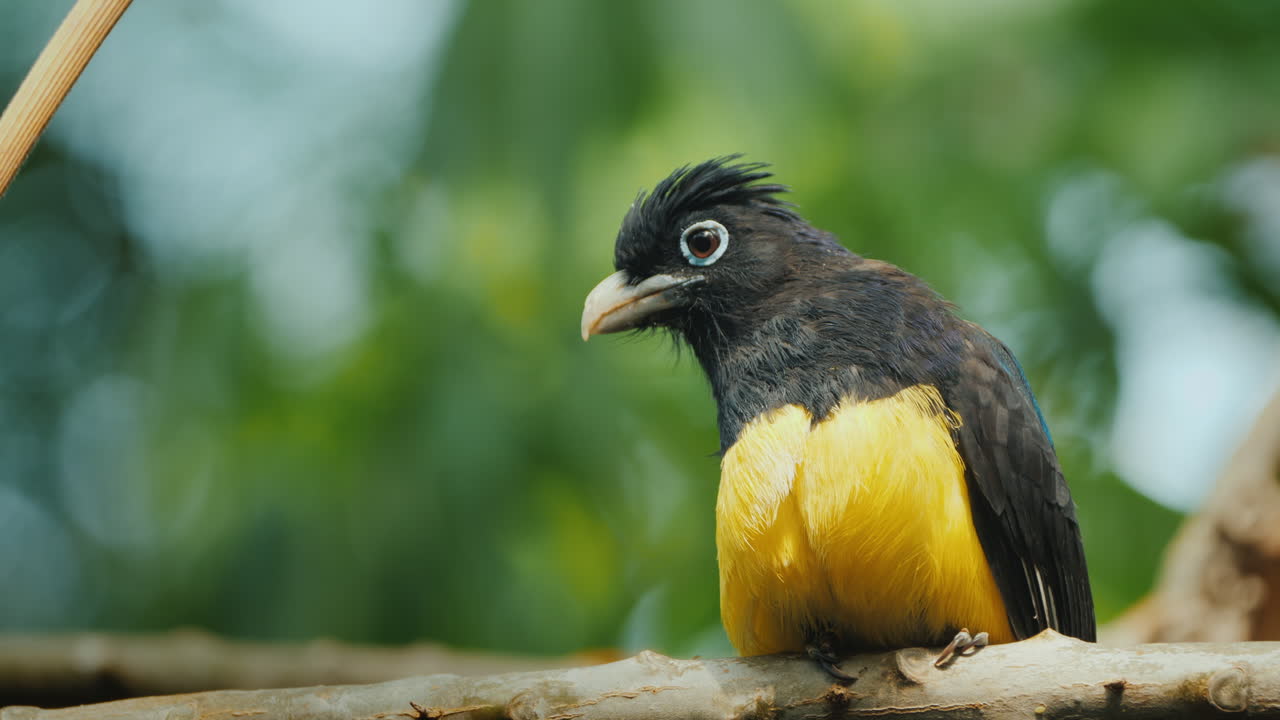el trogón de cabeza negra (trogon melanocephalus) es una especie de ave de la familia trogonidae.