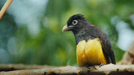 黑頭<unk> (trogon melanocephalus) 是<unk>科的一種鳥類