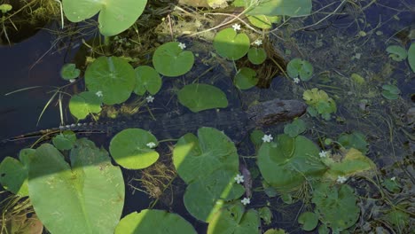 handheld 4k shot of a baby alligator resting in the middle of a group of lily pads in murky swamp water of the florida everglades near miami on a warm summer day