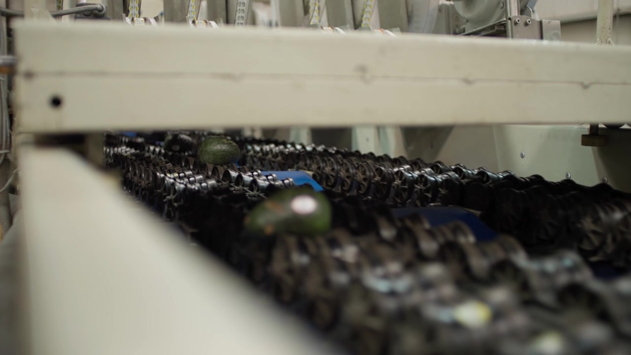 SLOW MOTION SHOT OF A CONVEYOR BELT SORTING AVOCADOS AT AN AVOCADO PACKING HOUSE IN MICHOACAN