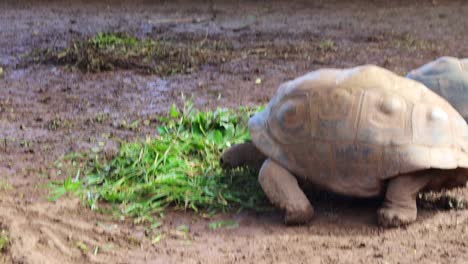 captive giant turtles in mauritius, africa