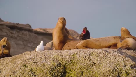 Toma-De-Paralaje-De-Una-Colonia-De-Leones-Marinos-Al-Atardecer---Cámara-Lenta