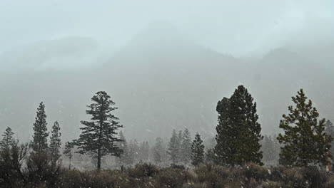 a snowy veil: the enchanted winter forest