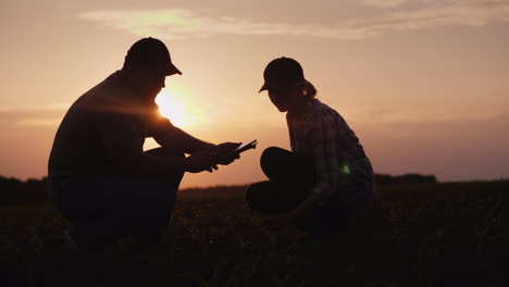 una familia de granjeros que trabajan en el campo por la noche al atardecer se sientan y exploran los brotes jóvenes 4