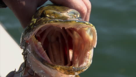 fishing hook attached to mouth of freshly caught northern pike fish - close up shot