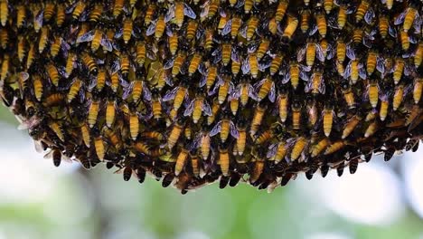 se sabe que las abejas melíferas gigantes construyen grandes colonias de nidos con bolsillos simétricos hechos de cera para almacenar miel como fuente de alimento.