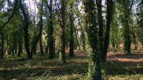 Unheimliche-Wälder-Mit-Baumstämmen,-Die-Mit-Kriechenden-Efeupflanzen-Bedeckt-Sind