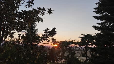 sunset timelapse sun behind tree evergreen spruce branches nature clear sky golden hour