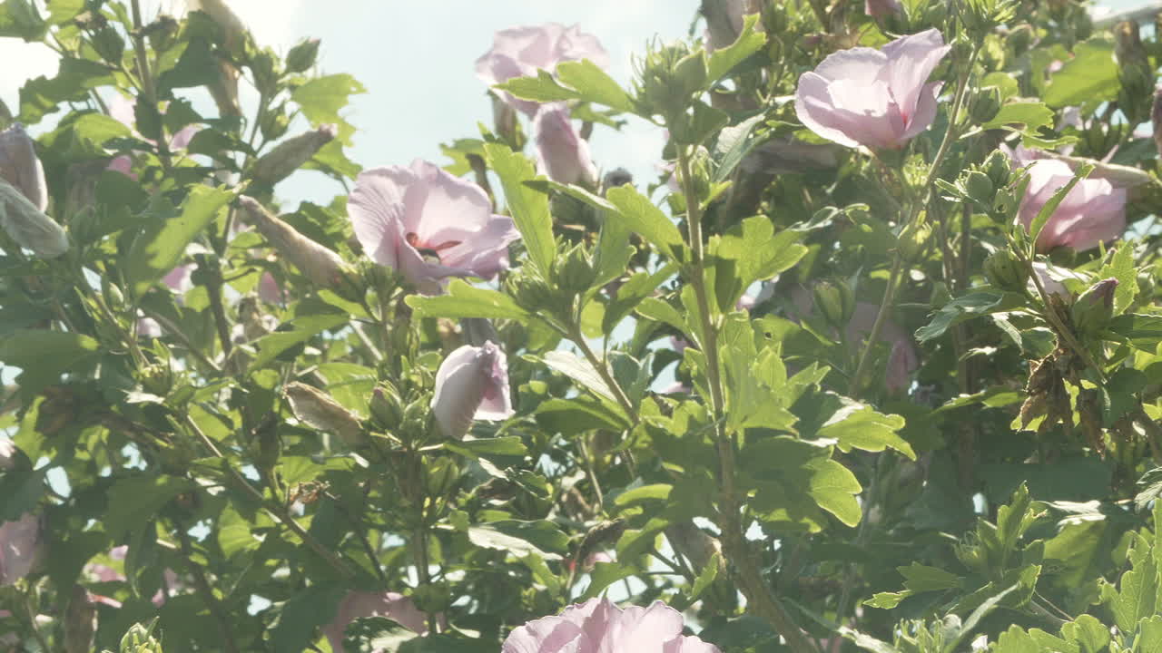 꽃이 만발한 히비스커스 덤불 주위를 날아다니는 꿀벌