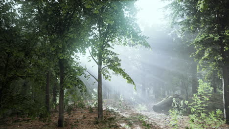 Niebla-De-Verano-En-El-Bosque