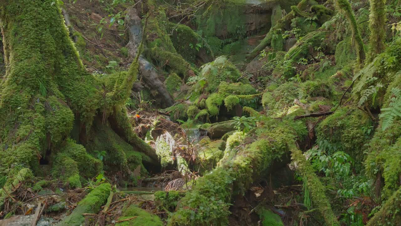 Handheld close-up of Yakushima forest floor covered in moss, fallen logs, and tangled roots. Dense, damp greenery creates a magical and wild jungle atmosphere in Japan.