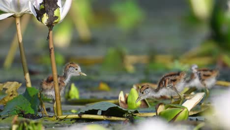 jacana chicks family feeding in wetland in morning