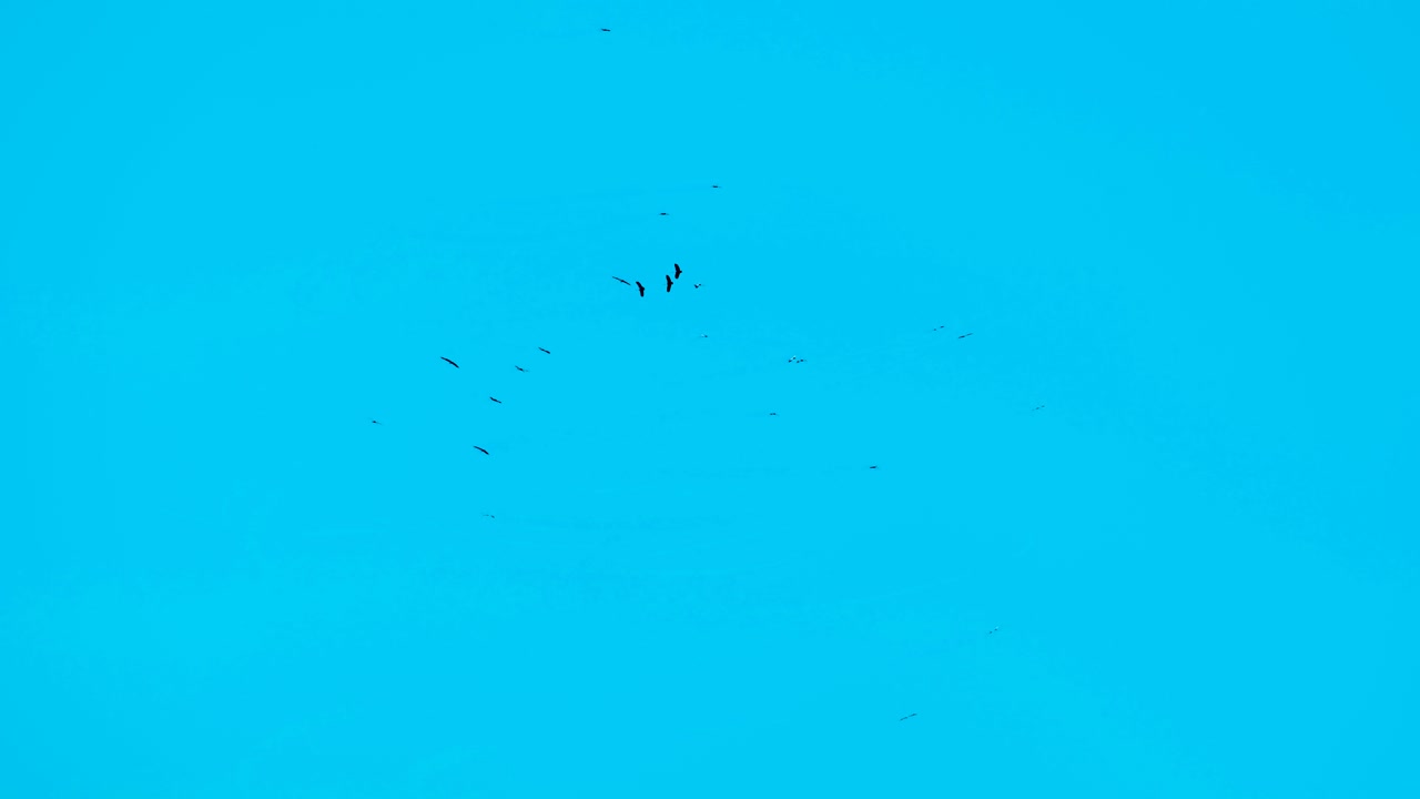 una lejana bandada de aves buitres dando vueltas en formación de vuelo en un pacífico cielo azul claro
