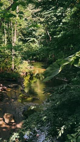 peaceful forest creek