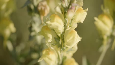 snapdragon yellow flower buds, sunny flowers macro close-up shot, of latin called linaria dalmatica