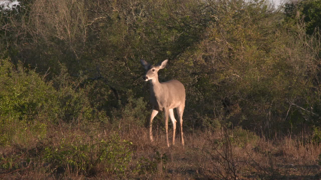 Deer in Natural Habitat