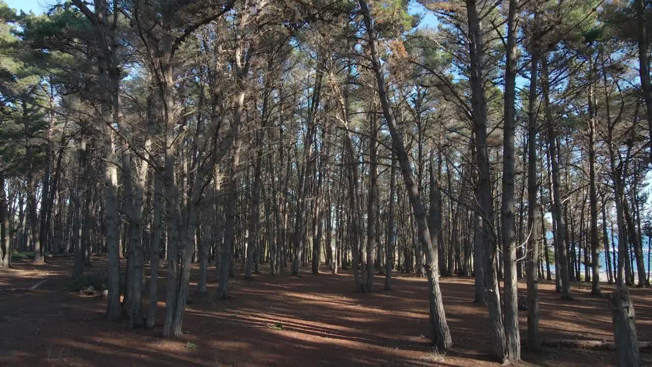 Pine forest on a cinematic shoot with aerial drone on the beach of el Canelo on quinta región de San Antonio, Algarrobo, Chile, backwards