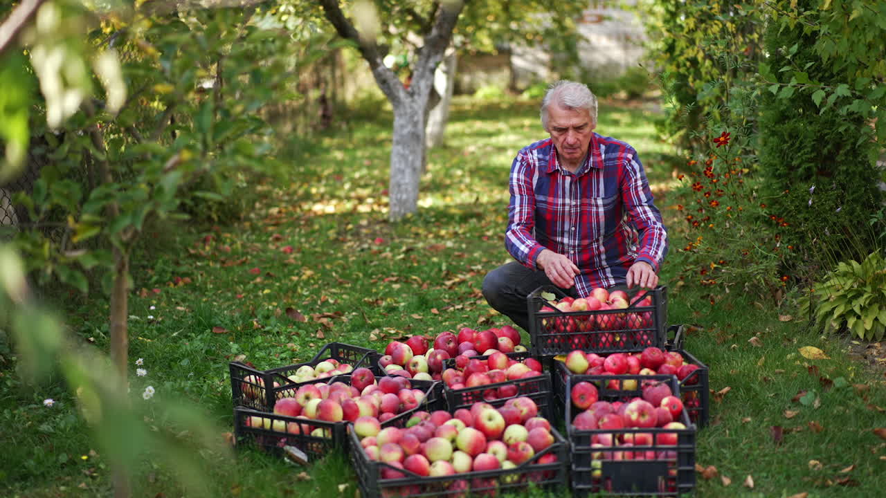 Boxes filled with red apples gathered from a garden. Busy farmer sorting out fruit in the boxes. Orchard background.