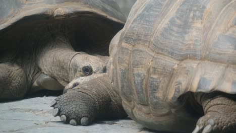 giant tortoises in the wild. portrait of huge reptiles. exotic animals of africa