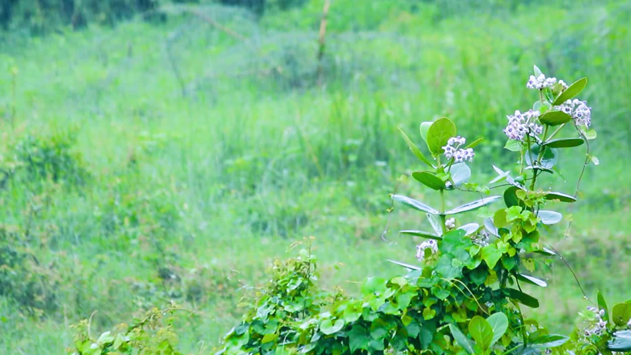 Close-up of wild green plants in rainy weather during monsoon season. Ideal for nature, greenery, environment and calm backgrounds