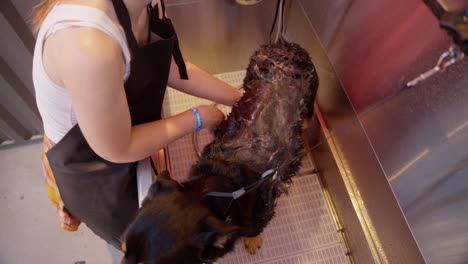 a young woman gives her dog a bath outside in a tub