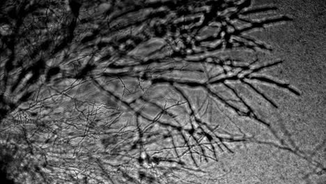 black and white microscope footage of mould spreading like an infection