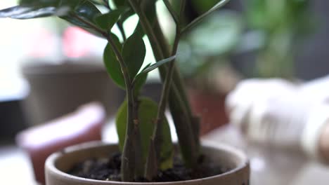 cuidado de una planta zz