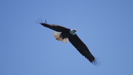 Ein-Adler-Fliegt-In-British-Columbia,-Kanada,-über-Den-Ozean-Und-Sucht-Nach-Fischen
