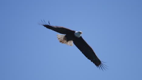 An-Eagle-flying-in-British-Columbia-Canada-over-the-ocean-looking-for-fish