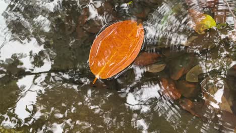 Wasser-Füllt-Sich-Schnell-Auf-Den-Trockenen-Blättern,-Die-Auf-Dem-Wasser-Schwimmen