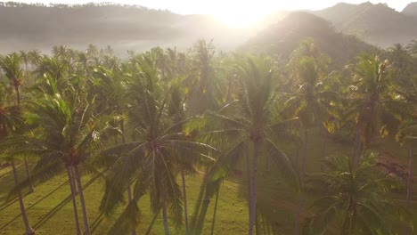 vuelo a través de palmeras al amanecer