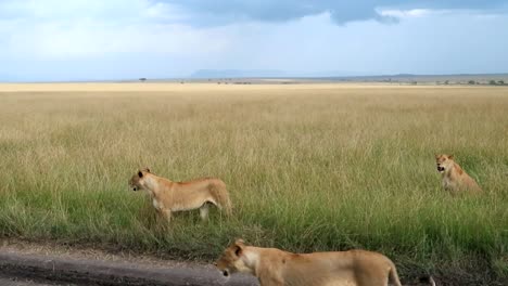 awesome panning left shot revealing majestic pride of lionesses walking in the green savannah of africa