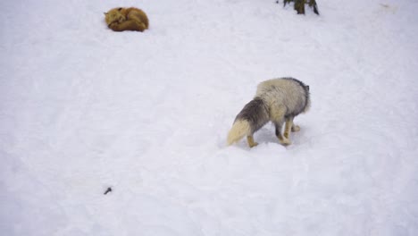 Zorro-Blanco-Caminando-En-El-Bosque-En-Un-Día-Nevado-En-Japón